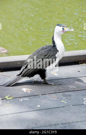 le cormorant à pied est un oiseau de mer noir et blanc Banque D'Images