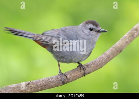 Oiseau-chat gris perché sur une branche d'arbre, gros plan. Texas, États-Unis Banque D'Images