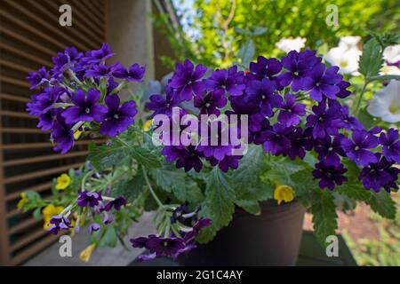 Violet Verbena, Verbain, gros plan de fleurs dans un pot de fleurs Banque D'Images