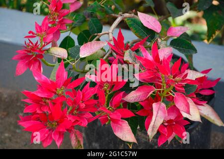 La poinsettia est bien connue pour son feuillage rouge et vert et est largement utilisée dans les expositions florales de Noël. Banque D'Images