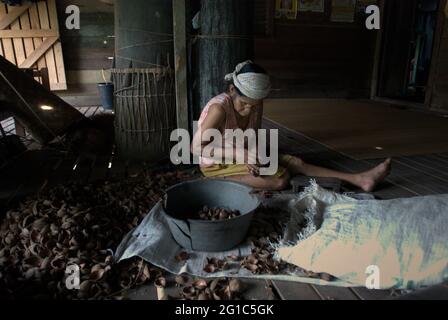 Sungai Uluk Palin, Kapuas Hulu, Kalimantan occidental, Indonésie. 20 mars 2007. Une femme qui retire des coquilles de noix de suif Borneo (tengkawang) dans la maison longue de la communauté de Dayak Tamambaloh à Uluk Palin, Putussibau Utara, Kapuas Hulu, West Kalimantan, Indonésie. Banque D'Images