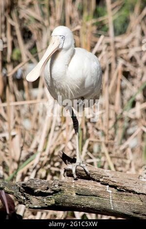 Le Spoonbill à bec jaune est un gros oiseau d'eau blanc avec un visage jaune et un bec spatulé (en forme de cuillère), ainsi que des pattes et des pieds jaunes. Pendant la breedin Banque D'Images