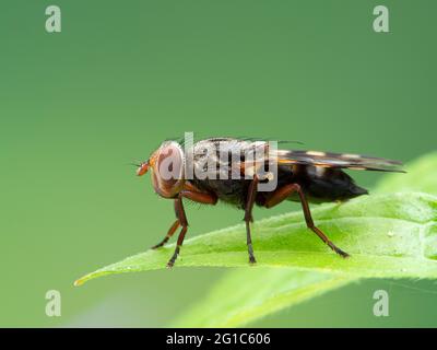 Vue latérale d'une jolie mouche à ailes d'image, espèce Ulidiidae, reposant sur une feuille verte Banque D'Images