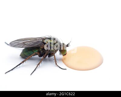 Mouche verte colorée à longues pattes (espèce Dolichopodidae) buvant d'une goutte de miel sur une table blanche. Isolé Banque D'Images