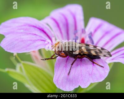 Belle mouche aimée, espèce Ulidiidae, reposant sur une fleur rose (dure) de Geranium tout en nettoyant ses membres antérieurs, vue latérale Banque D'Images