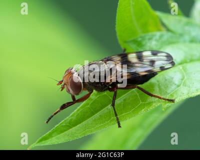 Magnifique vue latérale d'une mouche à ailes, l'espèce Ulidiidae, nettoyant ses membres antérieurs tout en étant assis sur une feuille verte Banque D'Images