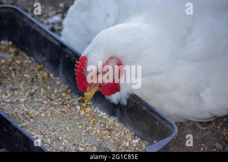 Petit coop de poulet et zone clôturée pour les poulets. Nature. Mise au point sélective Banque D'Images