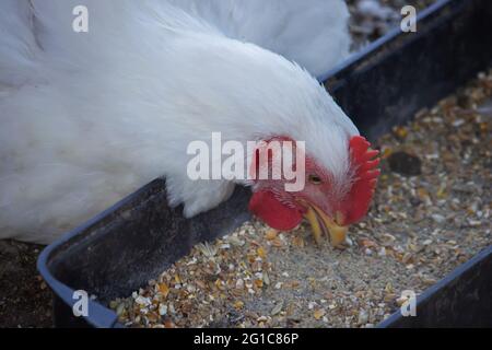 Petit coop de poulet et zone clôturée pour les poulets. Nature. Mise au point sélective Banque D'Images