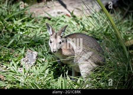 le wallaby de queue de nailtail bridé se cache dans la grande herbe Banque D'Images