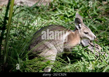 le wallaby de queue de nailtail bridé se cache dans la grande herbe Banque D'Images