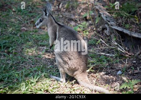 le wallaby de queue de nailtail bridé se cache dans la grande herbe Banque D'Images