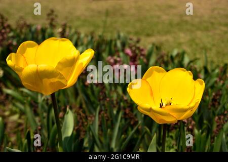 FLEUR DE TULIPE DANS LE JARDIN DE TULIPES Banque D'Images