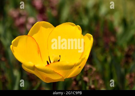 FLEUR DE TULIPE DANS LE JARDIN DE TULIPES Banque D'Images