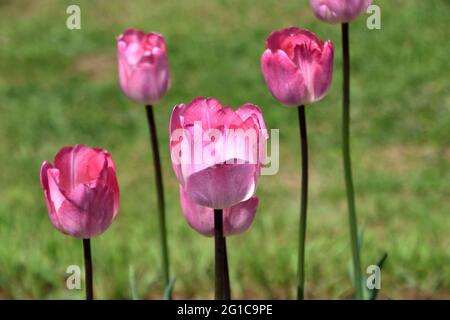 FLEUR DE TULIPE DANS LE JARDIN DE TULIPES Banque D'Images