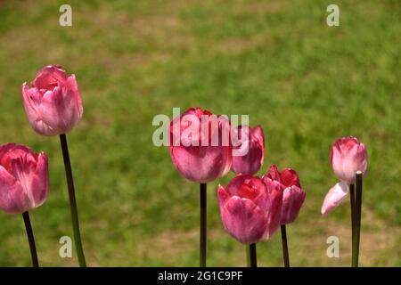 FLEUR DE TULIPE DANS LE JARDIN DE TULIPES Banque D'Images