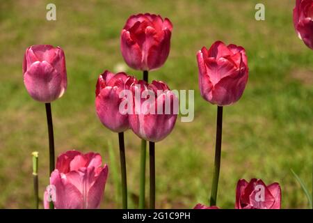 FLEUR DE TULIPE DANS LE JARDIN DE TULIPES Banque D'Images