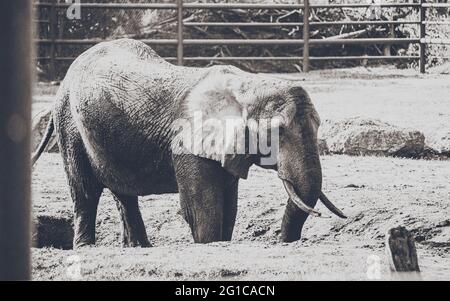 Eléphant joueur au parc animalier Serengeti - gros plan du pachyderme en forme de patchyderme dans une magnifique affiche noir et blanc de style monochrome. Style minimaliste. Banque D'Images