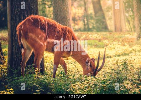 Un défrichement dans le parc Serengeti à Hodenhagen comme un jeune cerf cherche de la nourriture dans l'abri de la forêt pendant les heures du matin. Banque D'Images