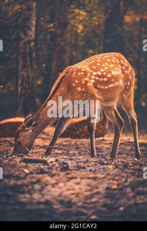 Un défrichement dans le parc Serengeti à Hodenhagen comme un jeune cerf cherche de la nourriture dans l'abri de la forêt pendant les heures du matin. Banque D'Images