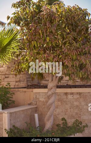Arbre tropical et minimum naturel résumé texture de béton fond pour la présentation de produit cosmétique. Podium haut de gamme avec arbre tropical et ombres sur mur beige en pierre naturelle Banque D'Images
