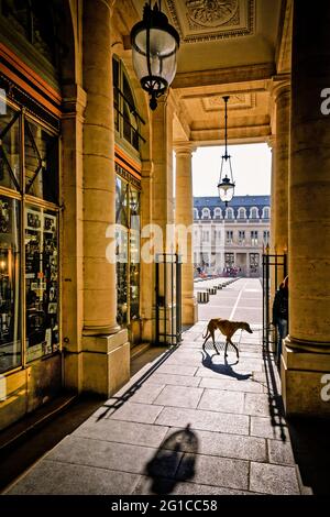 UN CHIEN À L'ARCADE DU PALAIS ROYAL À PARIS, FRANCE Banque D'Images