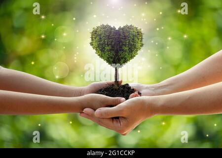 Environnement jour de la Terre mains de la nature. Les mains de fille tenant coeur forme arbres poussant sur fond vert bokeh. Écologie et nature. Banque D'Images