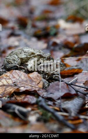 Macro de gros plan de deux crapauds ou grenouilles qui se sont accouplés pendant la saison de printemps Banque D'Images