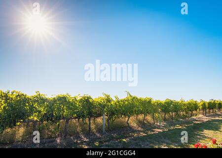 Vignobles de Coonawarra, vue depuis la Riddoch Hwy, Australie méridionale Banque D'Images