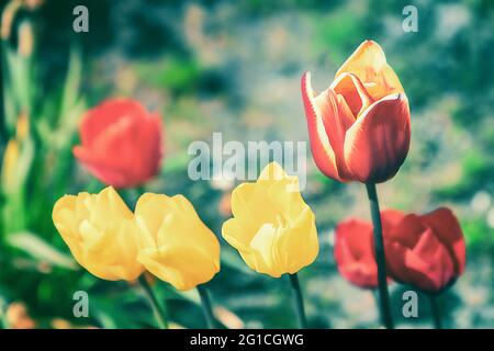 Une touche d'émotion, de moody, de couleur et de belle fleurs de tulipes dans l'après-vie. Gruga Park Essen, tristesse et solitude. Banque D'Images