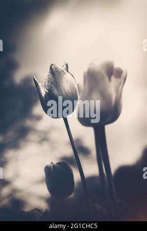 Atmosphère, mer surréaliste de ​​flowers fait de tulipes comme une décoration émotionnelle dans l'après-vie - le deuil et la mort - une touche d'émotion et de pensée Banque D'Images