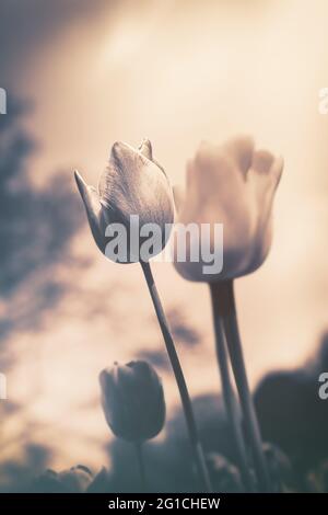 Atmosphère, mer surréaliste de ​​flowers fait de tulipes comme une décoration émotionnelle dans l'après-vie - le deuil et la mort - une touche d'émotion et de pensée Banque D'Images