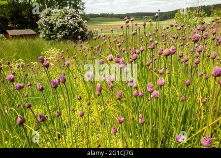 Floraison pourpre de plus en plus de la ciboulette dans la nature Banque D'Images