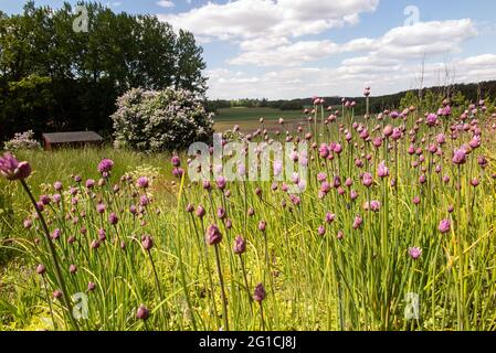 Floraison pourpre de plus en plus de la ciboulette dans la nature Banque D'Images