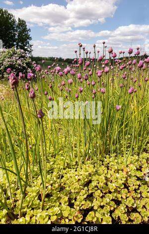 Floraison pourpre de plus en plus de la ciboulette dans la nature Banque D'Images