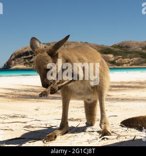 Un kangourou joey sur la plage de Lucky Bay, dans le parc national du Cap-le-Grand, près d'Esperance, en Australie occidentale Banque D'Images