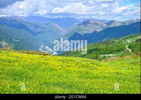 Pâturages verts sur le plateau de l'Alpe di Mera à Valsemia, Piémont, Italie en été Banque D'Images