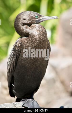 le petit cormorantl noir est toujours à la recherche de prédateurs Banque D'Images
