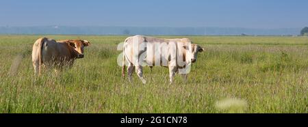 vache blonde d'aquitaine et taureau dans un pré d'été vert herbacé près d'amersfoort en hollande Banque D'Images