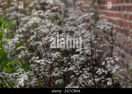 Anthriscus sylvestris ravenswing est une rareté de persil de vache avec des tiges pourpre foncé et une fleur blanche Banque D'Images