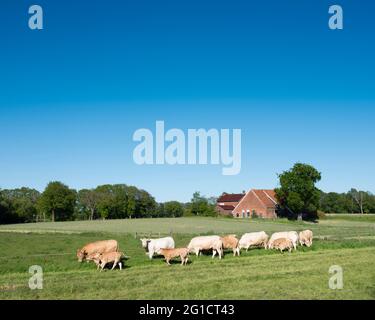 vaches blondes d'aquitaine dans le paysage rural de twente près d'enschede et d'oldenzaal en hollande Banque D'Images