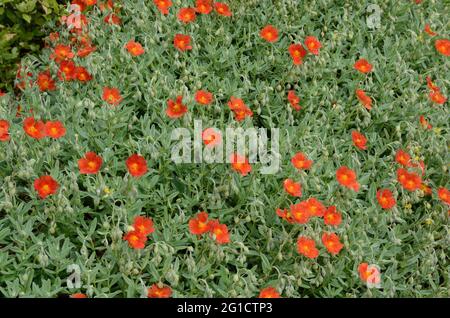 Helianthemum Henfield orange brillant Rose roc fleurs Banque D'Images