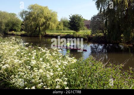 Un rameur sur la rivière Avon près de Stratford-upon-Avon, Warwickshire, Angleterre, Royaume-Uni Banque D'Images