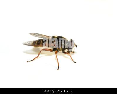 L'aéroglisseur Sericomomyia silans mimiricry Wasp isolé sur fond blanc Banque D'Images