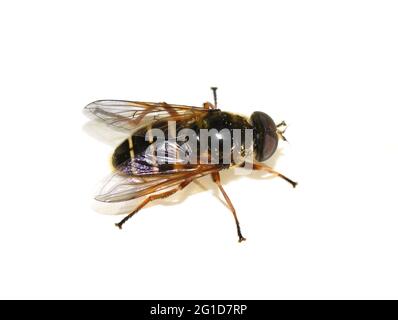 L'aéroglisseur Sericomomyia silans mimiricry Wasp isolé sur fond blanc Banque D'Images