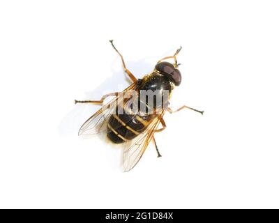 L'aéroglisseur Sericomomyia silans mimiricry Wasp isolé sur fond blanc Banque D'Images