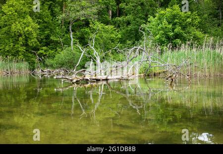 La rivière la plus propre de Pologne - Krutynia, polonais Masuria Lake district, réserve naturelle. Banque D'Images