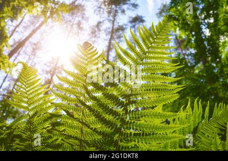 Gros plan de fougères contre le soleil, mise au point sélective. Banque D'Images