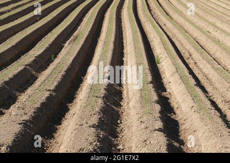 Champ de pommes de terre nouvellement planté, montrant les crêtes et les sillons sous le soleil du matin Banque D'Images