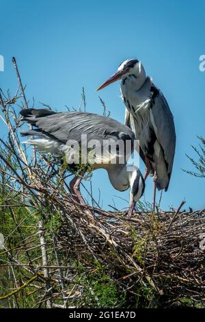 Gros plan d'un couple de héron gris dans leur nid dans le parc national de Camargue, France Banque D'Images