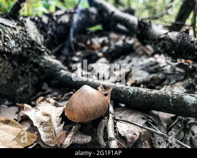 Champignons dans les bois. Champignons de pluie. Branches et champignons au sol. Banque D'Images